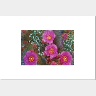 Beavertail Cactus Flowering Posters and Art